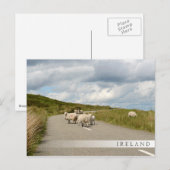 Schapen op de weg in Ierland: briefkaart in stang (Voorkant / Achterkant)