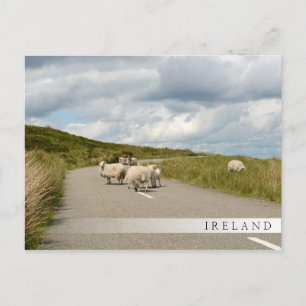 Schapen op de weg in Ierland: briefkaart in stang