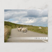 Schapen op de weg in Ierland: briefkaart in stang (Voorkant)