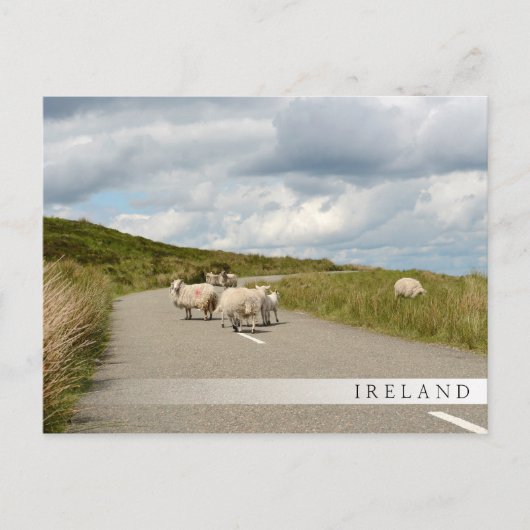 Schapen op de weg in Ierland: briefkaart in stang (Voorkant)