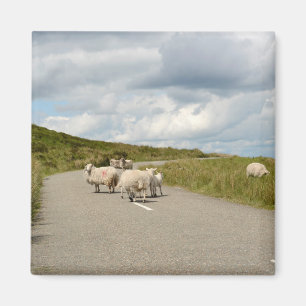 Schapen op de weg in Ierland magneet