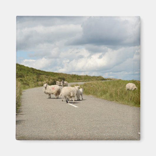 Schapen op de weg in Ierland magneet (Voorkant)