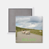 Schapen op de weg in Ierland tekst magneet (Voorkant / Achterkant)