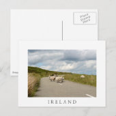 Schapen op de weg in Ierland wit briefkaart (Voorkant / Achterkant)
