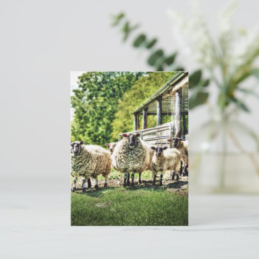 Schapen op het Boerderij Briefkaart (Staand voorkant)