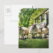 Schapen op het Boerderij Briefkaart (Voorkant / Achterkant)