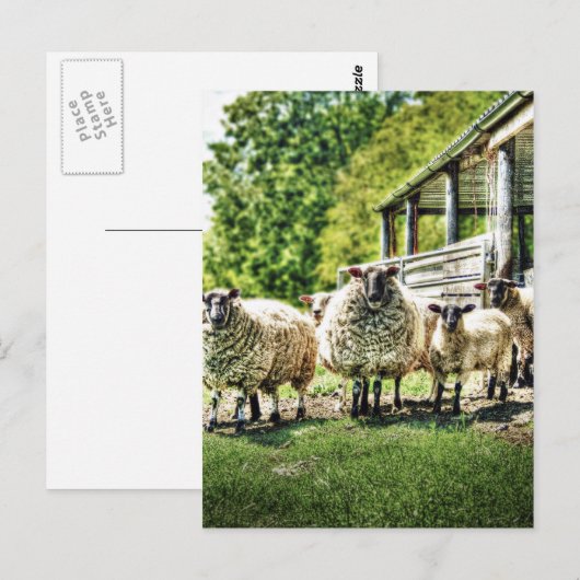 Schapen op het Boerderij Briefkaart (Voorkant / Achterkant)