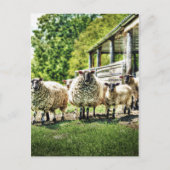 Schapen op het Boerderij Briefkaart (Voorkant)