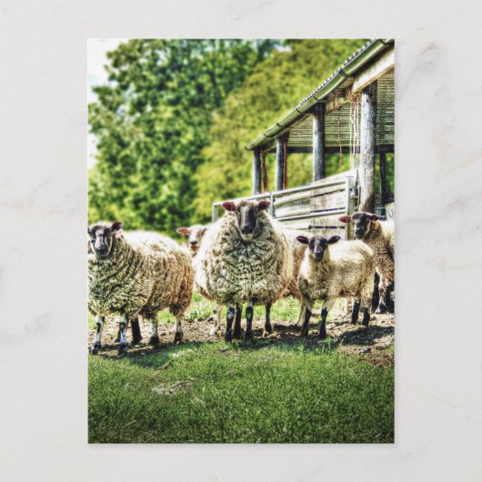 Schapen op het Boerderij Briefkaart (Voorkant)