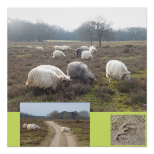 Schapen op het Heathland Square Poster