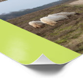 Schapen op het Heathland Square Poster (Hoek)
