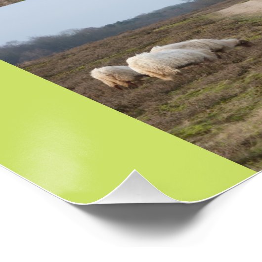 Schapen op het Heathland Square Poster (Hoek)