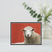 Schapen op rood briefkaart (Staand voorkant)