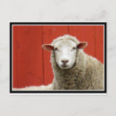 Schapen op rood briefkaart (Voorkant)