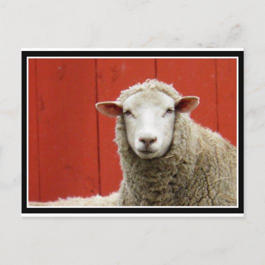 Schapen op rood briefkaart (Voorkant)
