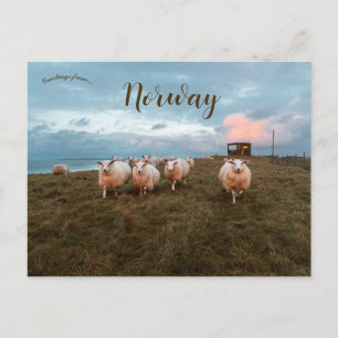 Schapen op Sunset in Jæren Noorwegen Briefkaart