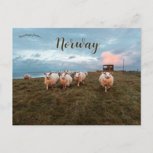 Schapen op Sunset in Jæren Noorwegen Briefkaart (Voorkant)