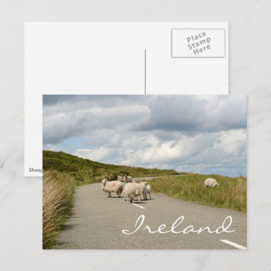 Schapen op weg in Ierland tekstbriefkaart Briefkaart (Voorkant / Achterkant)