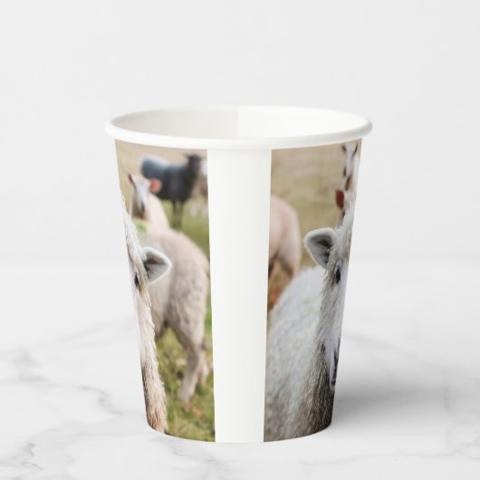 Schapen Papieren Bekers (Links)