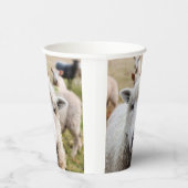 Schapen Papieren Bekers (Rechts)
