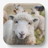 Schapen Papieren Bordje (Voorkant)