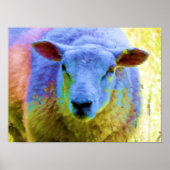 SCHAPEN POSTER (Voorkant)