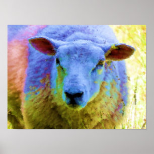 SCHAPEN POSTER