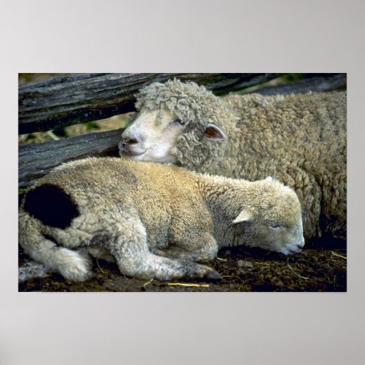 Schapen Poster (Voorkant)