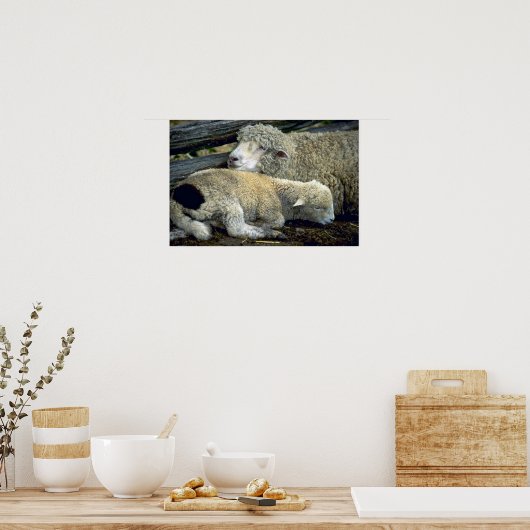 Schapen Poster (Keuken)
