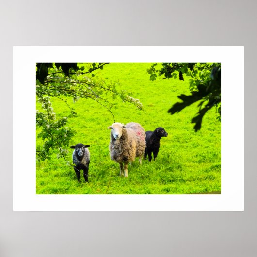 Schapen poster (Voorkant)