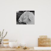Schapen Poster (Keuken)