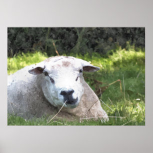 SCHAPEN POSTER