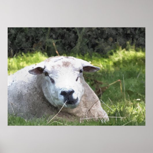 SCHAPEN POSTER (Voorkant)