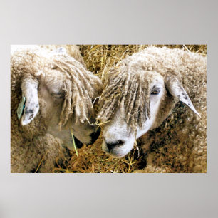 SCHAPEN POSTER