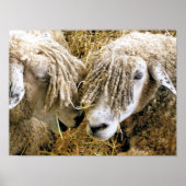 SCHAPEN POSTER (Voorkant)