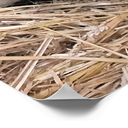 SCHAPEN POSTER (Hoek)