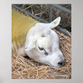 SCHAPEN POSTER (Voorkant)