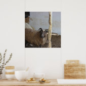 Schapen Poster (Keuken)