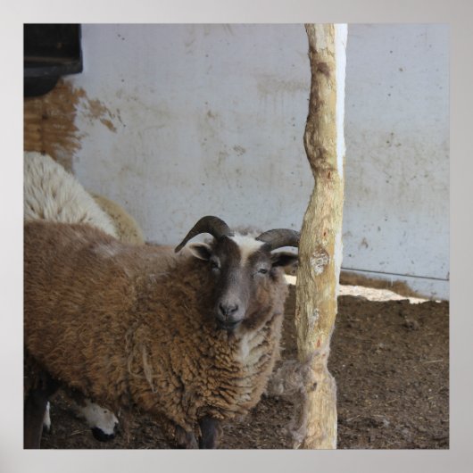 Schapen Poster (Voorkant)