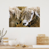 SCHAPEN POSTER (Keuken)
