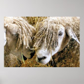 SCHAPEN POSTER (Voorkant)