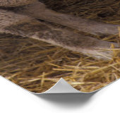 Schapen Poster (Hoek)