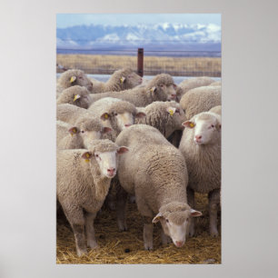 Schapen Poster