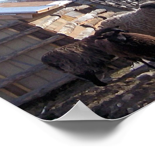 Schapen Poster (Hoek)