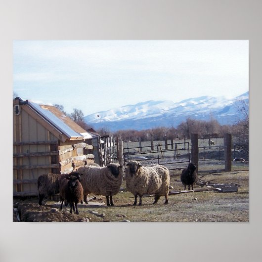 Schapen Poster (Voorkant)