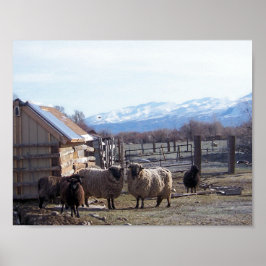Schapen Poster