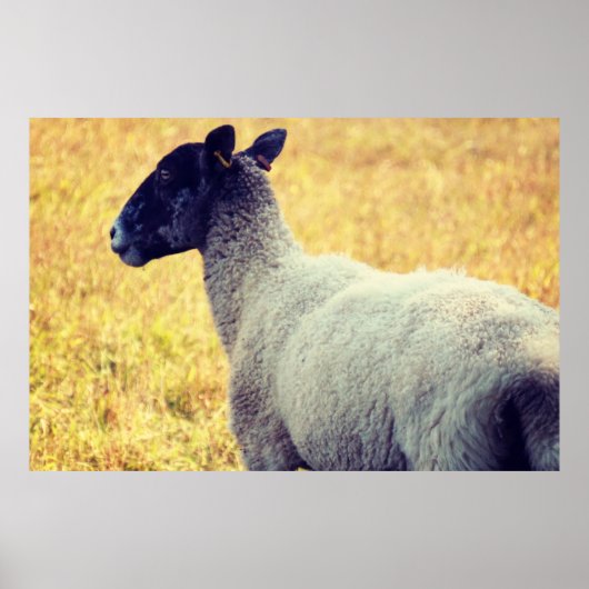 Schapen Poster (Voorkant)