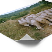 schapen poster (Hoek)