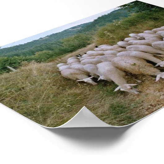 schapen poster (Hoek)