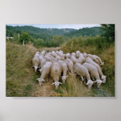 schapen poster (Voorkant)